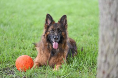 Kırmızı ve siyah Alman çoban köpeği açık havada uzun ceket