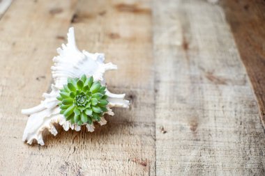 Küçük lezzetli deniz kabuğu içinde fikir dikim dekoratif büyüyen