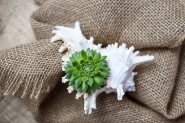 Küçük lezzetli deniz kabuğu içinde fikir dikim dekoratif büyüyen