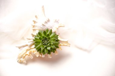 Küçük lezzetli deniz kabuğu içinde fikir dikim dekoratif büyüyen