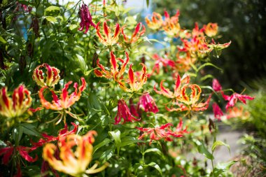 Gloriosa Superba alev Lily Lily tırmanma resmi güneyde alınan olarak da bilinir