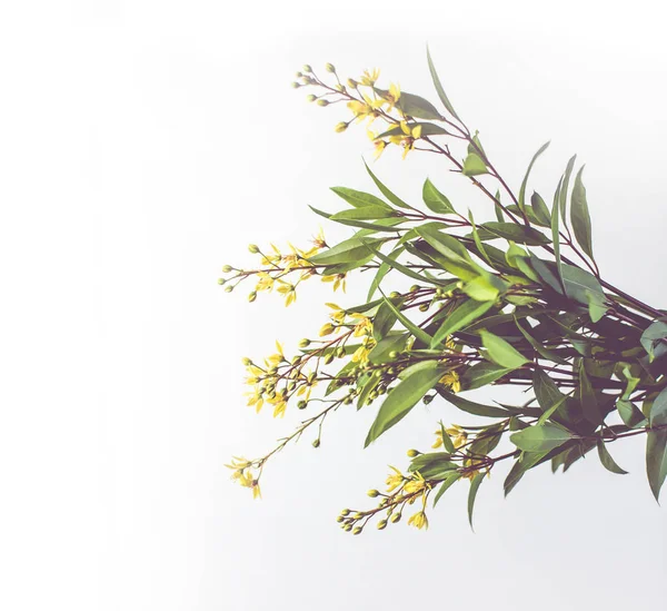 Thryallis Galphimia Złoty Prysznic Kwiaty Tło Miejsca Kopii — Zdjęcie stockowe