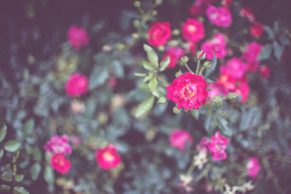 Розовые карликовые розы. Розовая миниатюрная роза или сказочная роза. Флора, мини
.