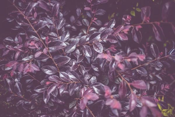 Loropetalum Fringe çiçek, Çin Fringe çiçek veya Çince Witch Hazel bitki