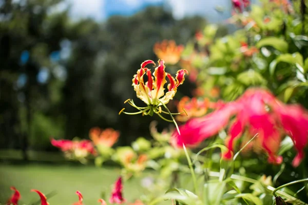 Gloriosa Superba Flame Lily also called Climbing Lily picture taken in the South