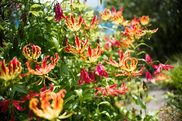 Gloriosa Superba Flame Lily also called Climbing Lily picture taken in the South
