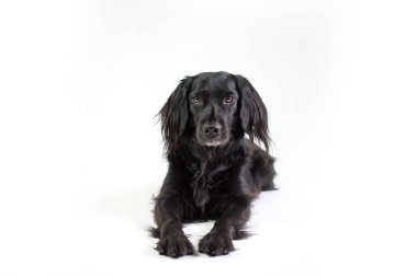 Black Lab kameraya bakarak Tüylü kulakları ile beyaz arka plan üzerinde izole Mix