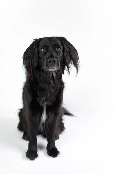 Black Lab Mix Isolato Sfondo Bianco Con Orecchie Sfocate Che — Foto Stock