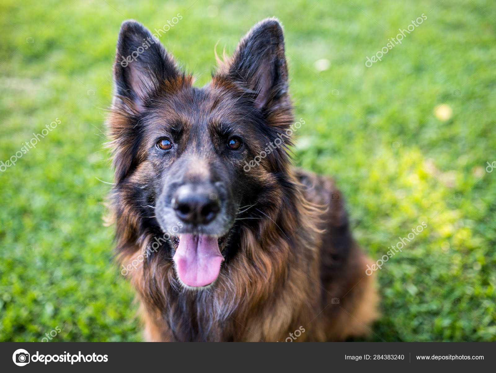 Long Haired Red Black German Shepherd Dog Outdoors Green Grass