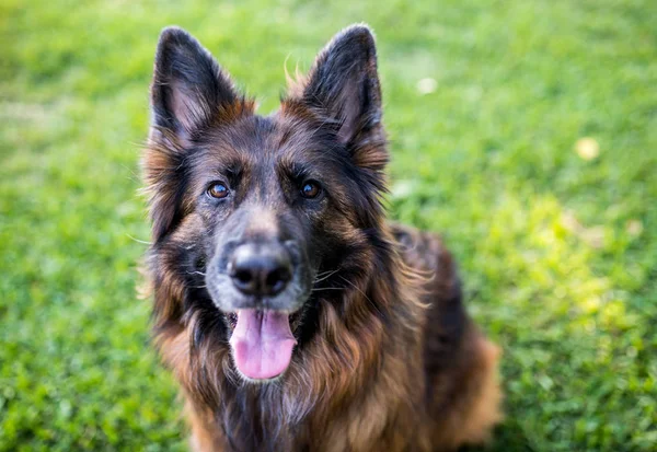 Langhaariger Roter Und Schwarzer Schäferhund Freien Auf Grünem Gras — Stockfoto