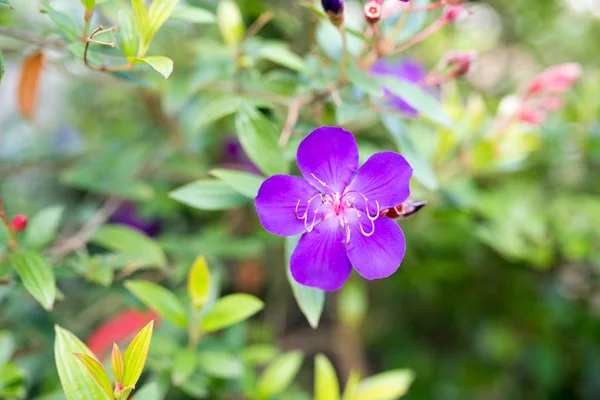 Tibouchina Urvilleana Księżniczka Kwiat — Zdjęcie stockowe