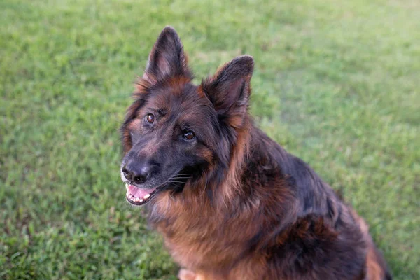 Yeşil çim üzerinde uzun saçlı kırmızı ve siyah Alman çoban köpeği açık havada