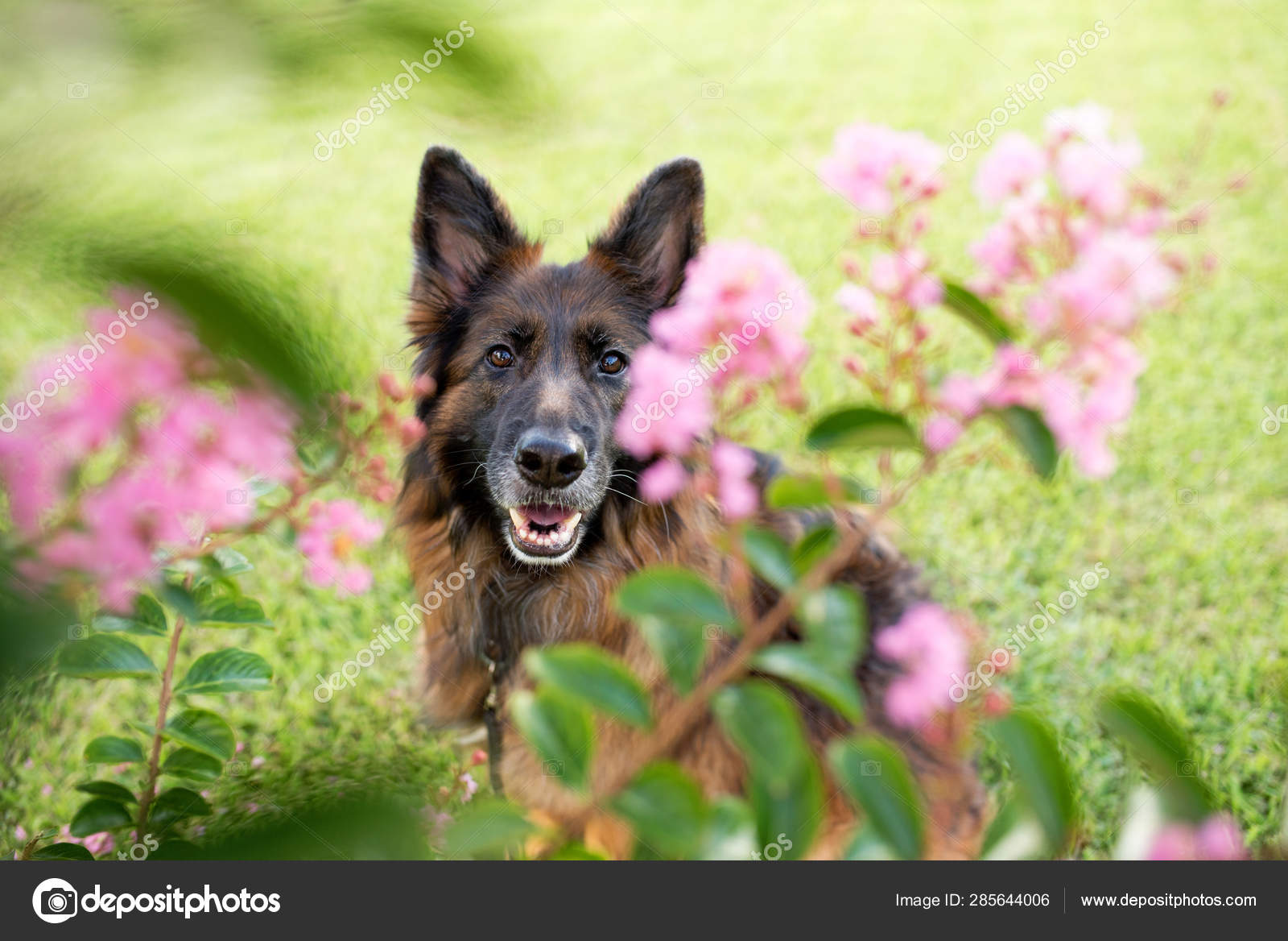 Long Haired Red Black German Shepherd Dog Outdoors Flowers Stock Photo C Tanyakdesign 285644006