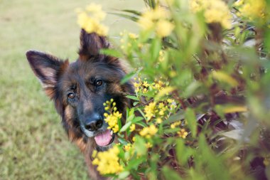 Çiçekler arasında uzun saçlı kırmızı ve siyah Alman çoban köpeği açık havada