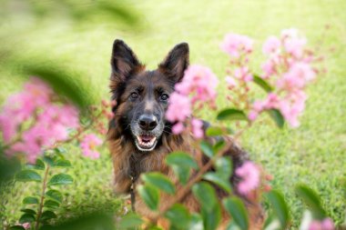 Çiçekler arasında uzun saçlı kırmızı ve siyah Alman çoban köpeği açık havada