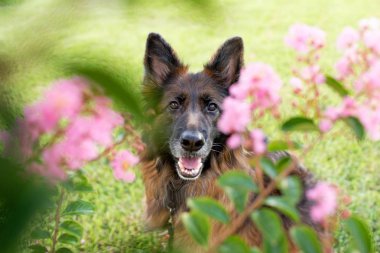 Çiçekler arasında uzun saçlı kırmızı ve siyah Alman çoban köpeği açık havada