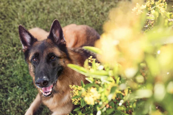 德国牧羊犬外面一个美丽的夜晚 — 图库照片