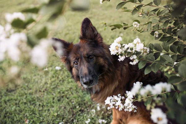 長い髪の赤と黒のドイツの羊飼いの犬は花の間で屋外で — ストック写真