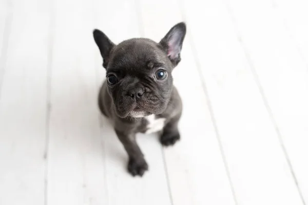 Portret Van Franse Bulldog Puppy Frenchie Schattige Hond Licht Witte — Stockfoto