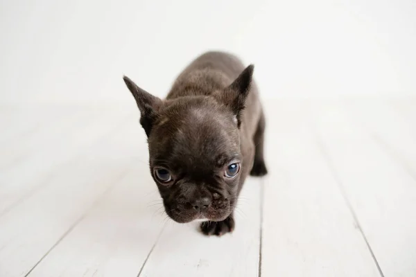 Portrait Bouledogue Français Chiot Frenchie Adorable Chien Sur Fond Bois — Photo