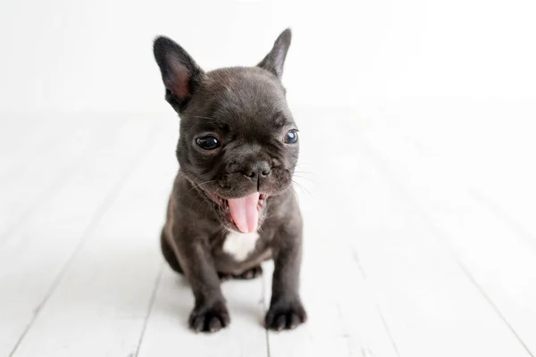 Portret Van Franse Bulldog Puppy Frenchie Schattige Hond Licht Wit — Stockfoto