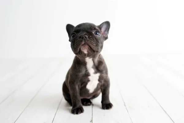 Retrato Bulldog Francês Frenchie Cão Adorável Fundo Madeira Branca Clara — Fotografia de Stock