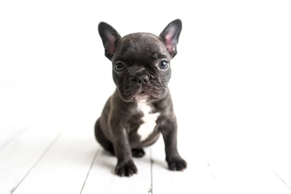 Retrato Bulldog Francês Frenchie Cão Adorável Fundo Madeira Branca Clara — Fotografia de Stock