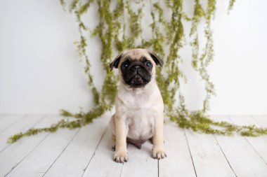 Yeşillik ile beyaz ahşap arka planda oturan bir sevimli Pug köpek yavrusu