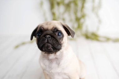 Yeşillik ile beyaz ahşap arka planda oturan bir sevimli Pug köpek yavrusu