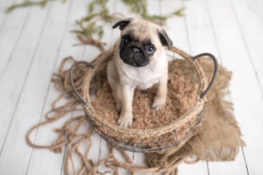 Sepet Beyaz ahşap arka planda oturan bir sevimli Pug köpek yavrusu