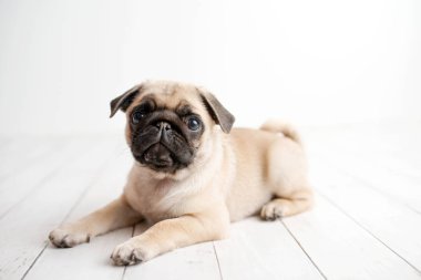 Beyaz ahşap arka planda oturan bir sevimli Pug köpek yavrusu