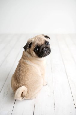 Beyaz ahşap arka planda oturan bir sevimli Pug köpek yavrusu geri bakıyor