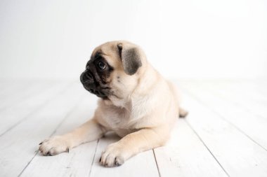 Beyaz ahşap arka planda güzel bir pug köpek yavrusu yan bakıyor
