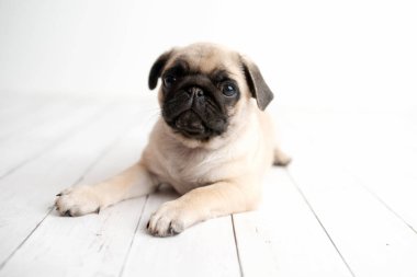 Beyaz ahşap arka planda bir sevimli Pug köpek yavrusu aşağı döşenmesi