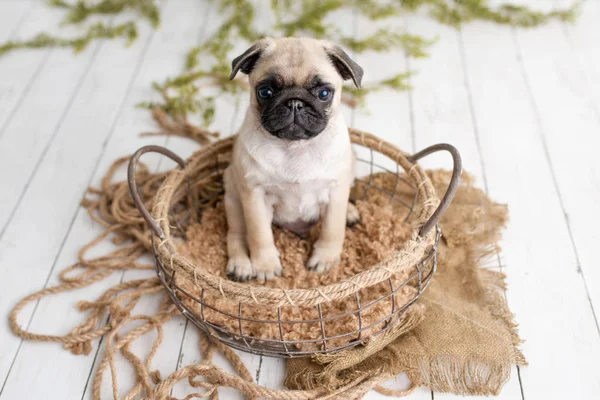 Ein Entzückender Mops Welpe Sitzt Auf Weißem Holz Hintergrund Korb — Stockfoto