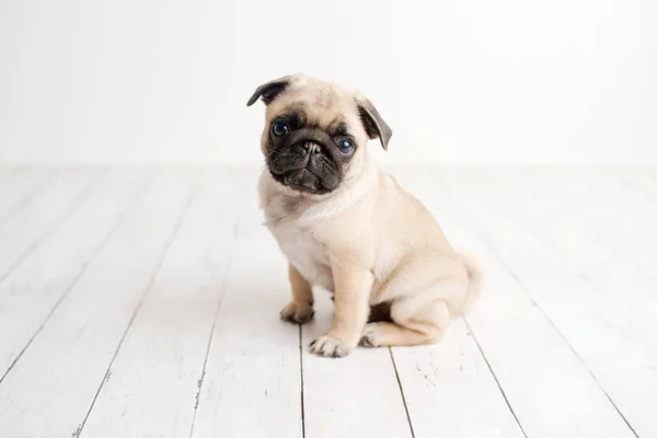 Filhote Cachorro Adorável Sentado Fundo Madeira Branca — Fotografia de Stock