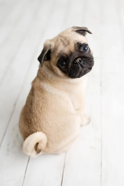 Cachorro Pug Adorable Sentado Sobre Fondo Madera Blanca Mirando Hacia — Foto de Stock