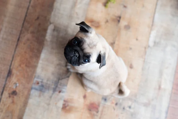 Een Schattig Pug Puppy Zittend Houten Achtergrond Opzoeken — Stockfoto