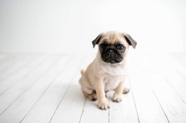 Beyaz ahşap arka planda oturan bir sevimli Pug köpek yavrusu