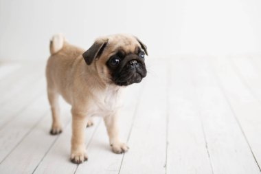 Beyaz ahşap arka planda duran bir sevimli Pug köpek yavrusu