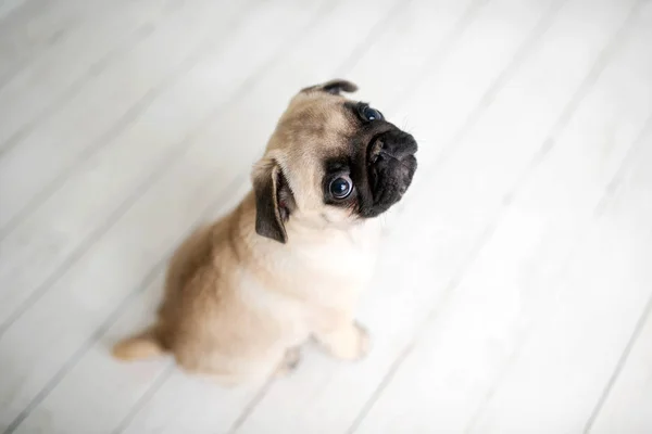 Een Schattig Pug Puppy Witte Houten Achtergrond Opzoeken — Stockfoto