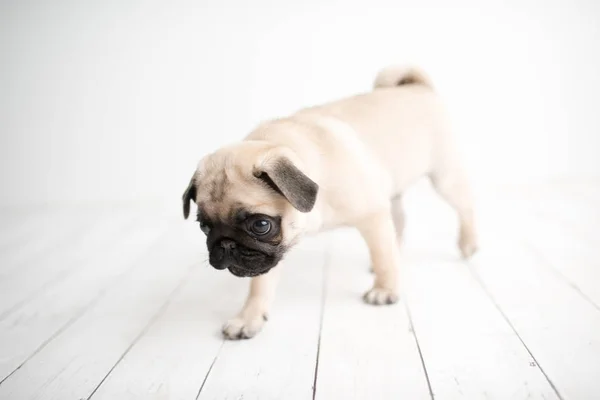 Filhote Cachorro Adorável Fundo Madeira Branca Andando — Fotografia de Stock