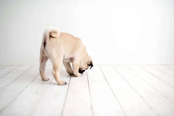 Filhote Cachorro Adorável Fundo Madeira Branca Farejando — Fotografia de Stock