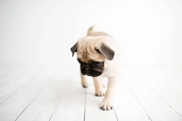 Ein Entzückender Mops Welpe Auf Weißem Holz Hintergrund Fuß — Stockfoto