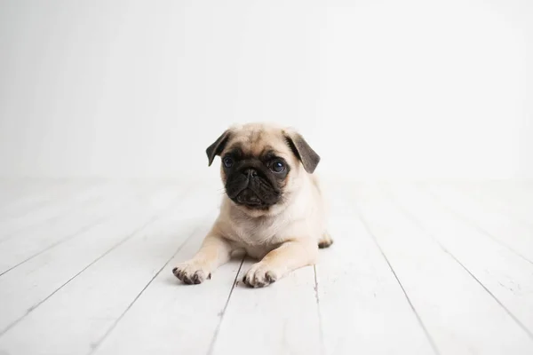 Filhote Cachorro Adorável Deitado Sobre Fundo Madeira Branca — Fotografia de Stock