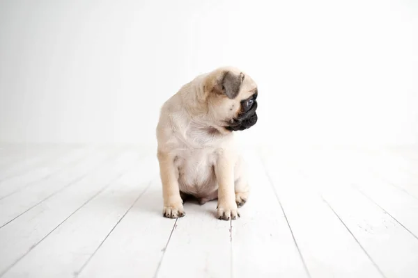 Filhote Cachorro Adorável Sentado Fundo Madeira Branca — Fotografia de Stock