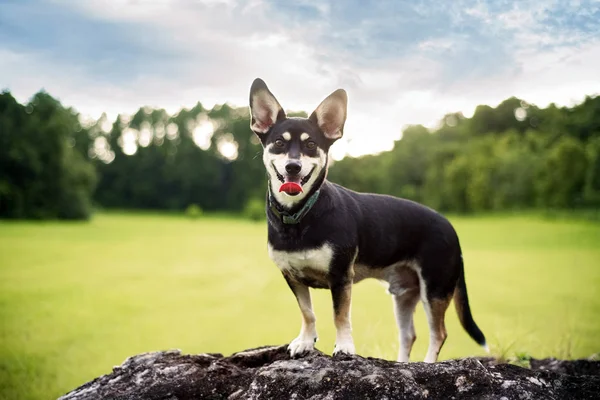 Mischling Zwischen Sibirischen Huskys Einem Schönen Feld Bei Sonnenuntergang — Stockfoto