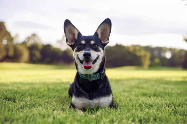 Gemengd Ras Tussen Siberische Husky Een Prachtig Veld Tijdens Zonsondergang — Stockfoto