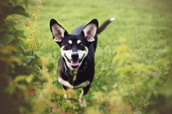 Mezcla Raza Entre Husky Siberiano Hermoso Campo Hierba Vid Uva — Foto de Stock