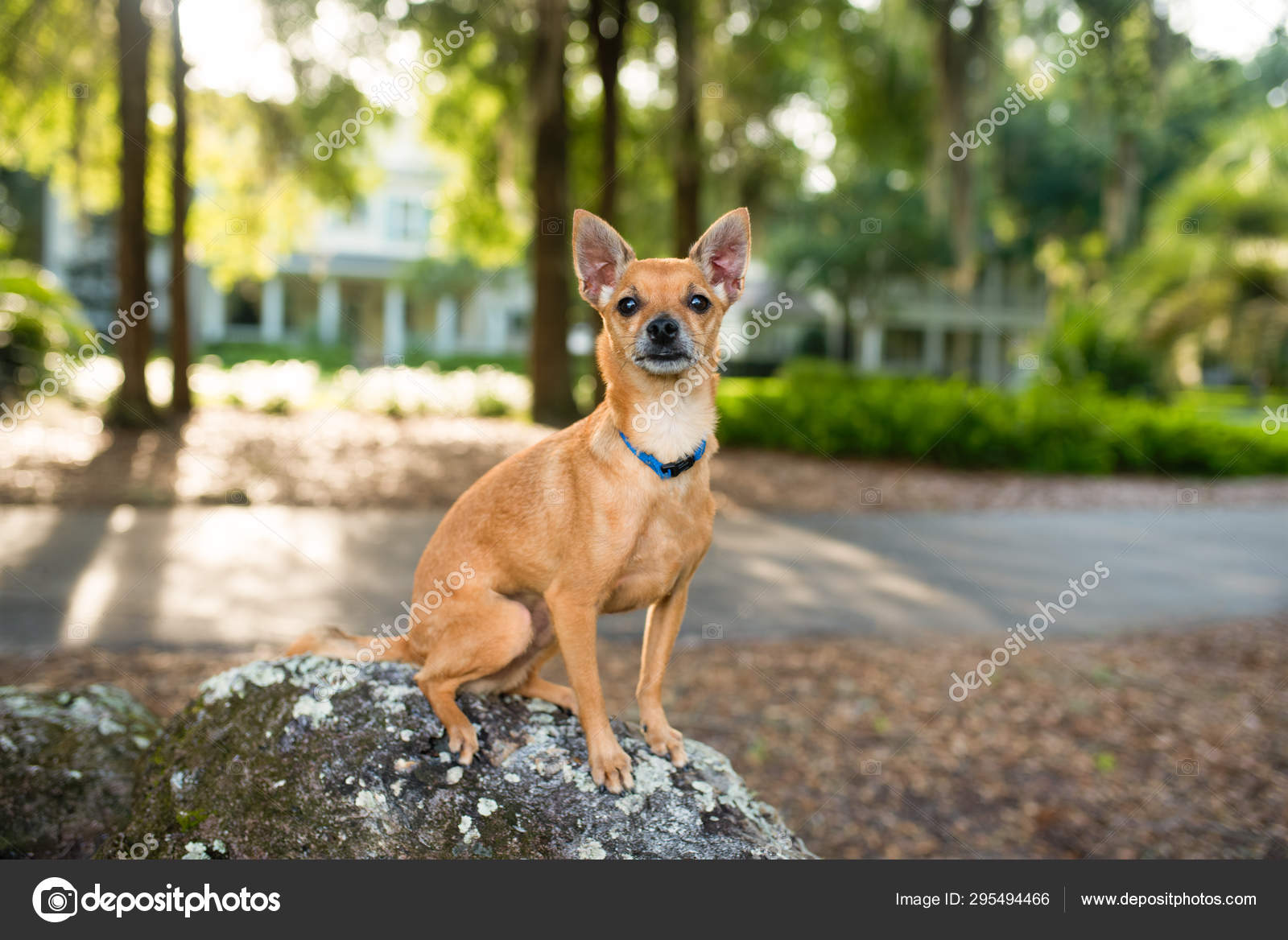 Full Grown Show Me A Deer Chihuahua Show Me A Picture Of A Deer